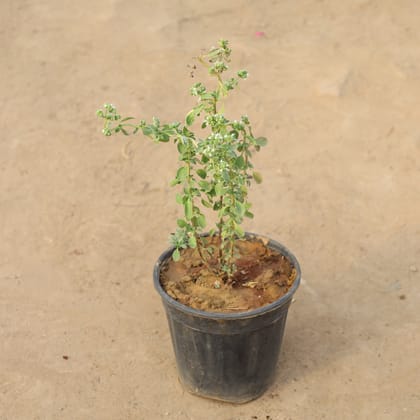Buy Origanum Majorana / Marjoram / Marwa in 6 Inch Nursery Pot Online | Urvann.com