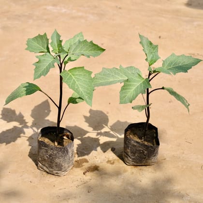 Buy Set of 2 - Dhatura in 4 Inch Nursery Bag Online | Urvann.com