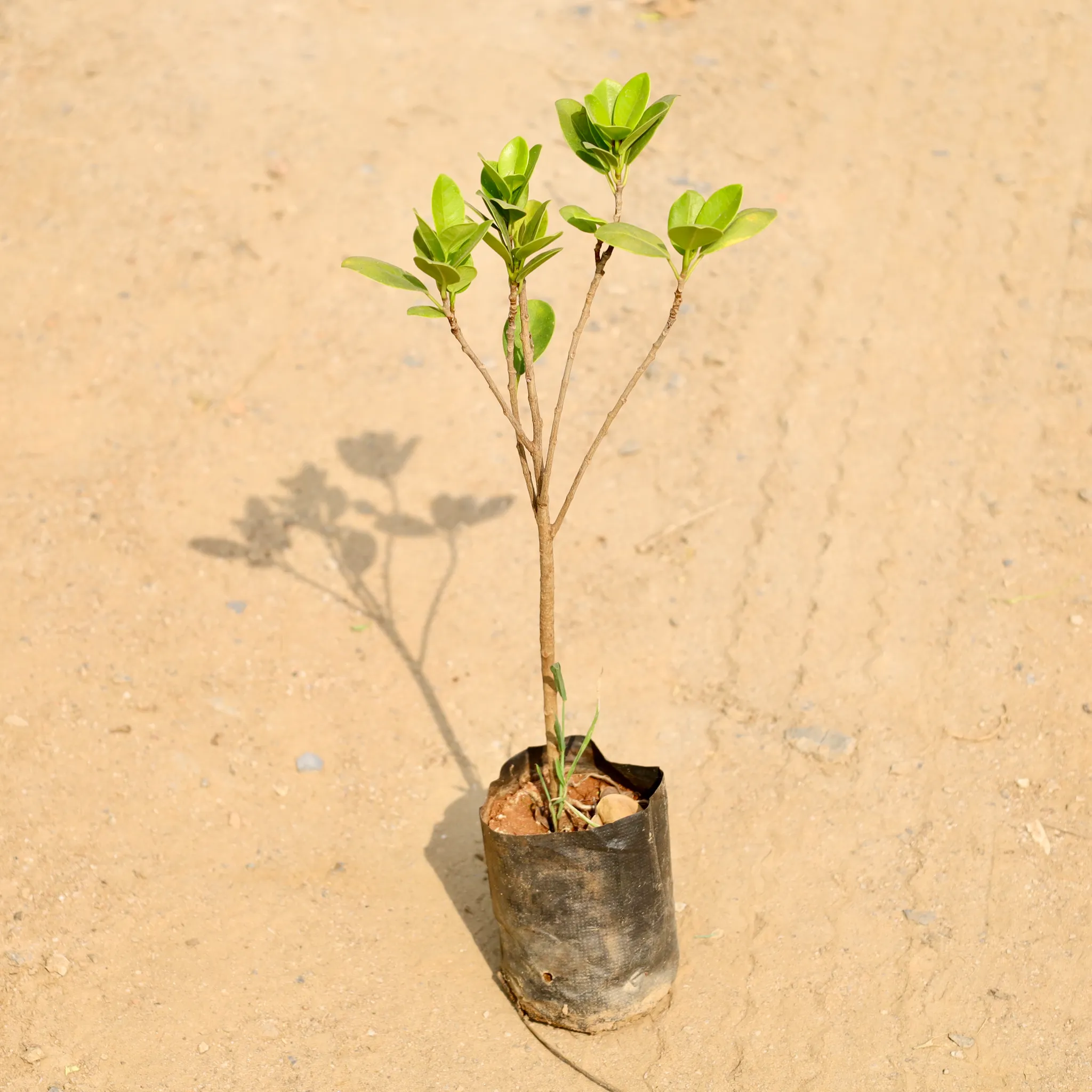 Ficus Panda in 4 Inch Nursery bag