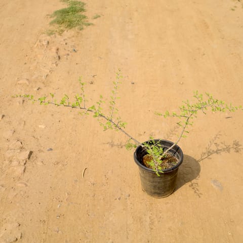 Shami in 8 Inch Nursery Pot