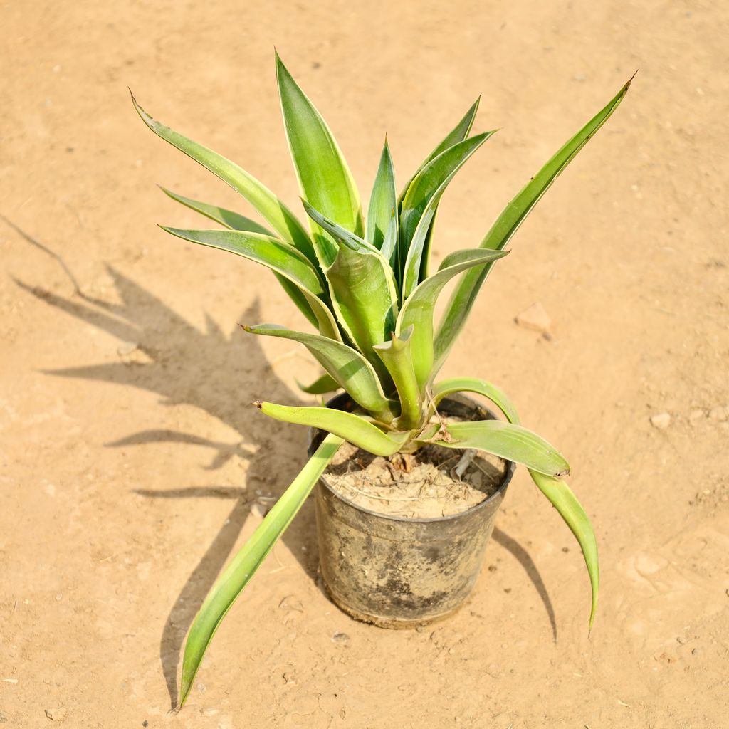 Buy Agave / Kamal Cactus in 5 Inch Nursery Pot Online | Urvann.com Agave / Kamal Cactus in 5 Inch Nursery Pot