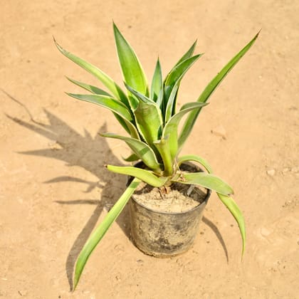 Buy Agave / Kamal Cactus in 5 Inch Nursery Pot Online | Urvann.com