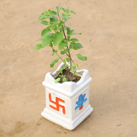 Rama Tulsi in 4 Inch Tulsi Designer Ceramic Pot