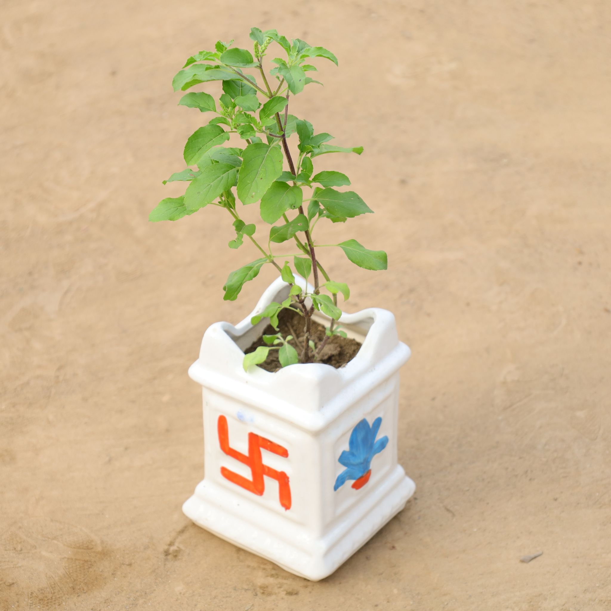 Rama Tulsi in 4 Inch Tulsi Designer Ceramic Pot