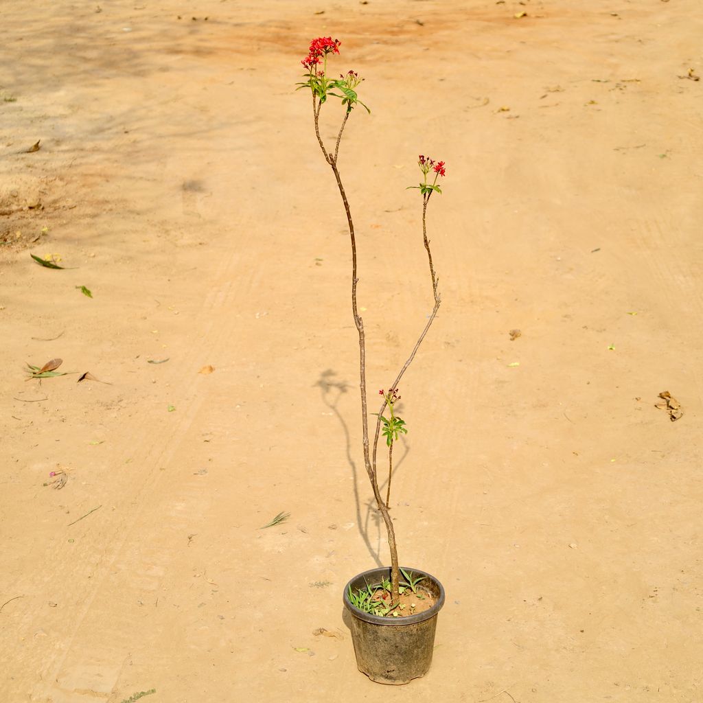 Buy Jatropha / Sundar Rupa in 8 Inch Nursery Pot Online | Urvann.com Jatropha / Sundar Rupa in 8 Inch Nursery Pot