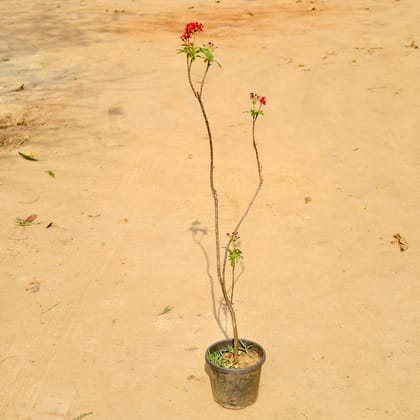 Buy Jatropha / Sundar Rupa in 8 Inch Nursery Pot Online | Urvann.com
