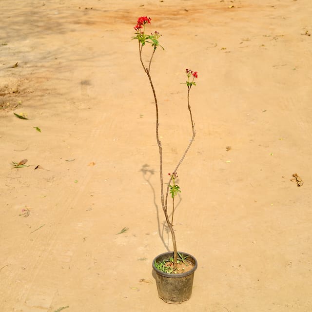 Jatropha / Sundar Rupa in 8 Inch Nursery Pot