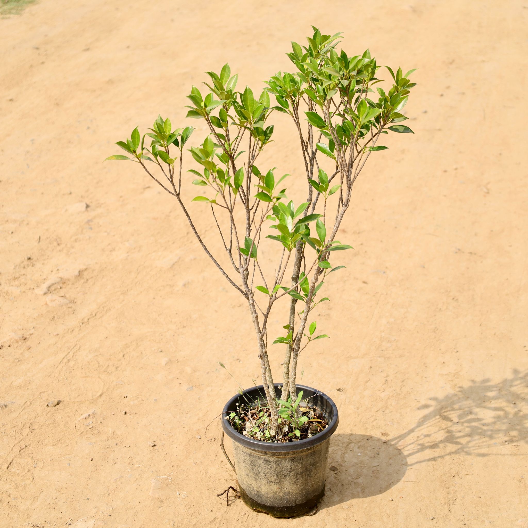Ficus Panda in 8 Inch Nursery Pot