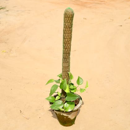 Buy Money Plant (3 - 4 Ft) in 10 Inch Clay pot Online | Urvann.com