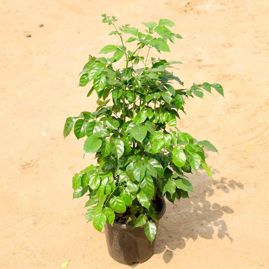 China Doll / Radermachera in 8 Inch Nursery Pot