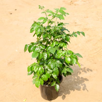 Buy China Doll / Radermachera in 8 Inch Nursery Pot Online | Urvann.com