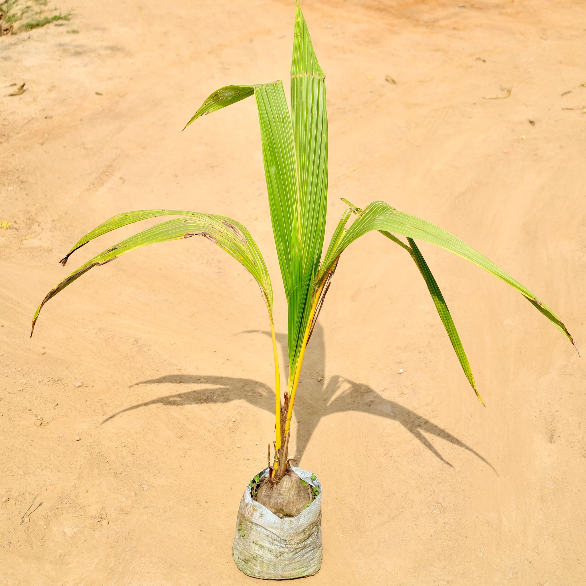 Coconut Plant in 8 Inch Nursery bag
