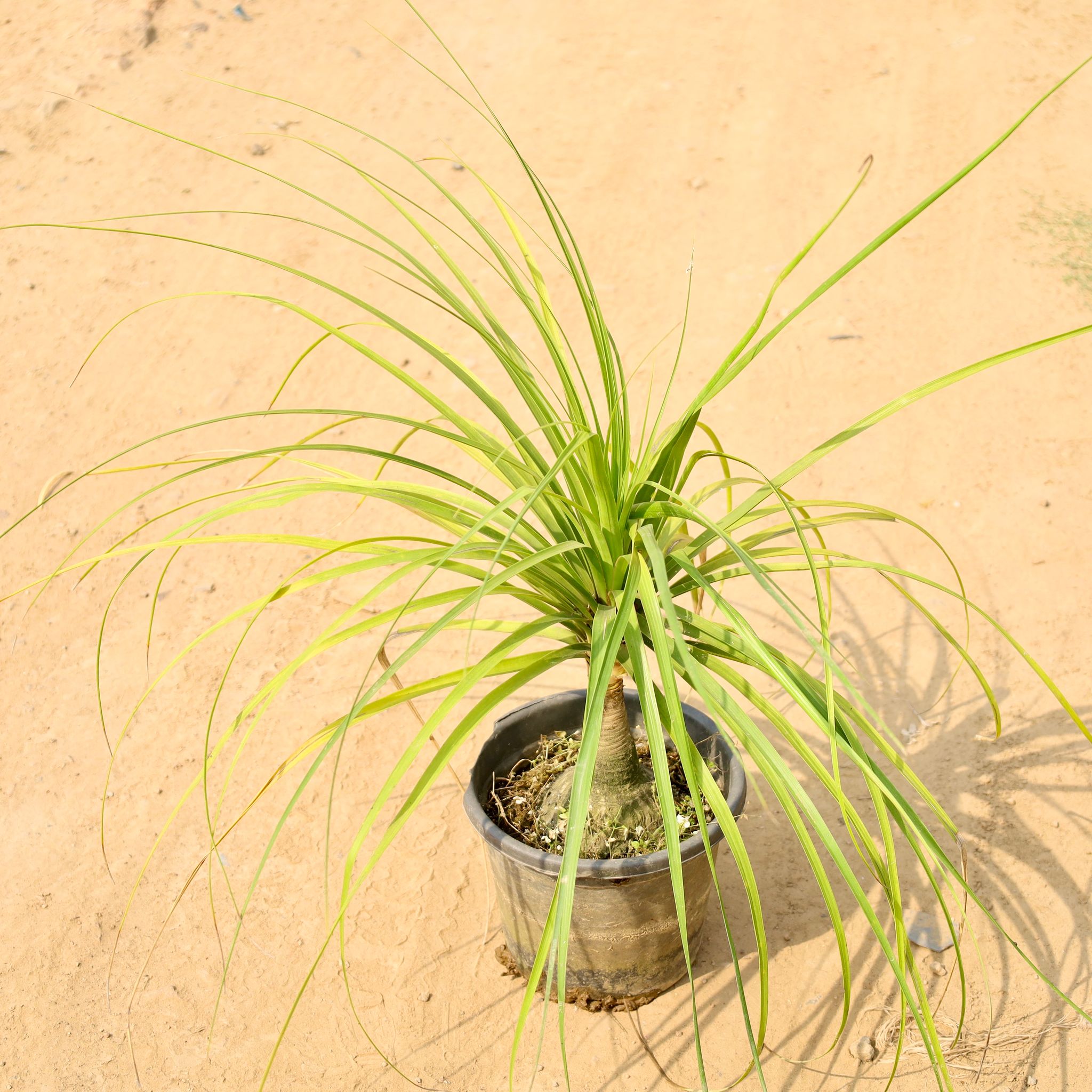 Lolina Palm in 10 Inch Nursery Pot