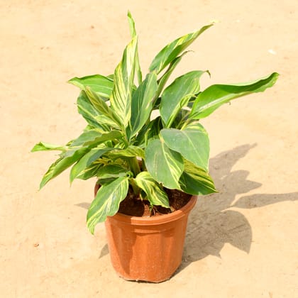 Buy Alpinia in 10 Inch Nursery Pot Online | Urvann.com