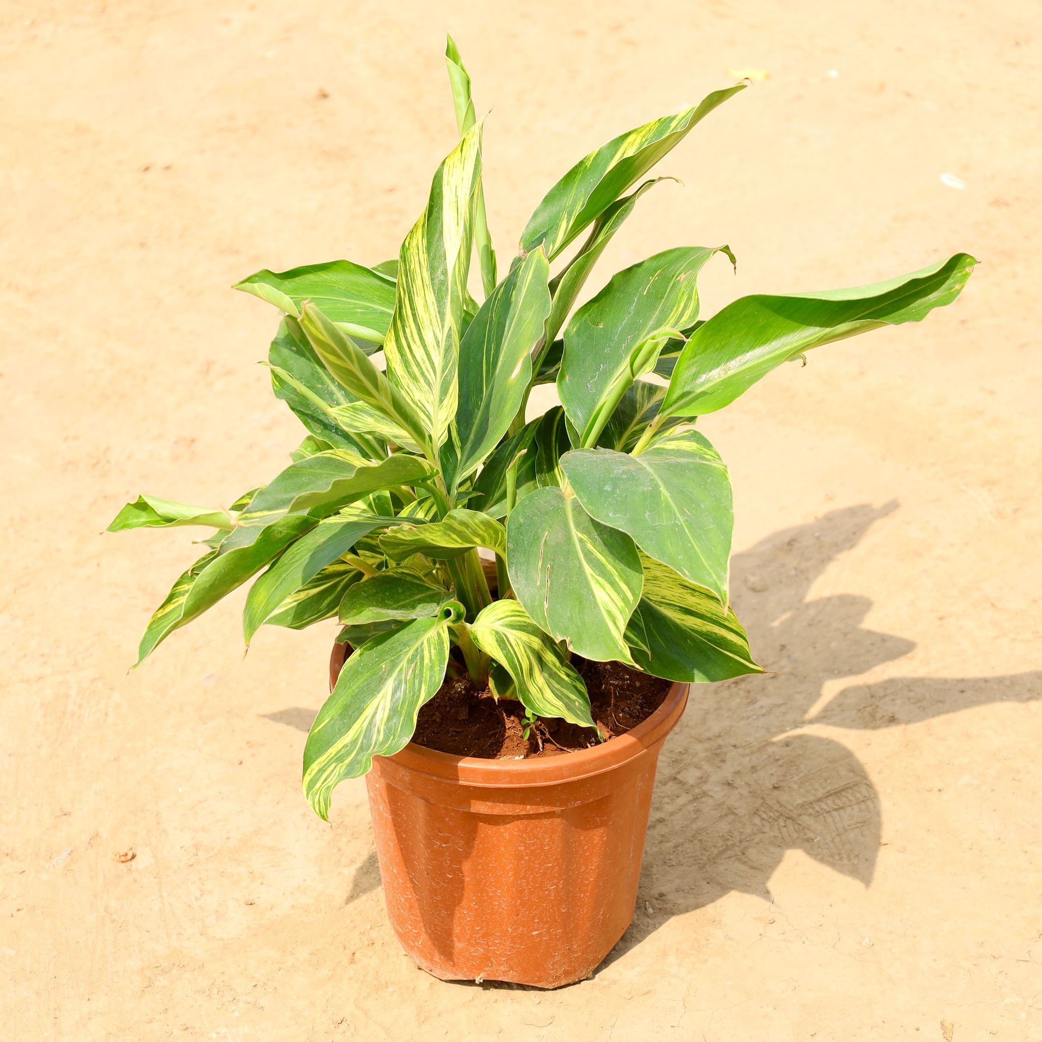 Alpinia in 10 Inch Nursery Pot