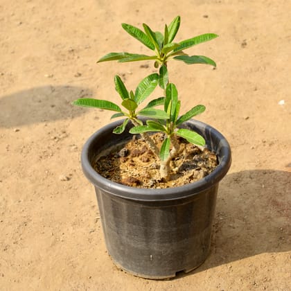Buy Champa / Plumeria in 12 Inch Nursery Pot Online | Urvann.com