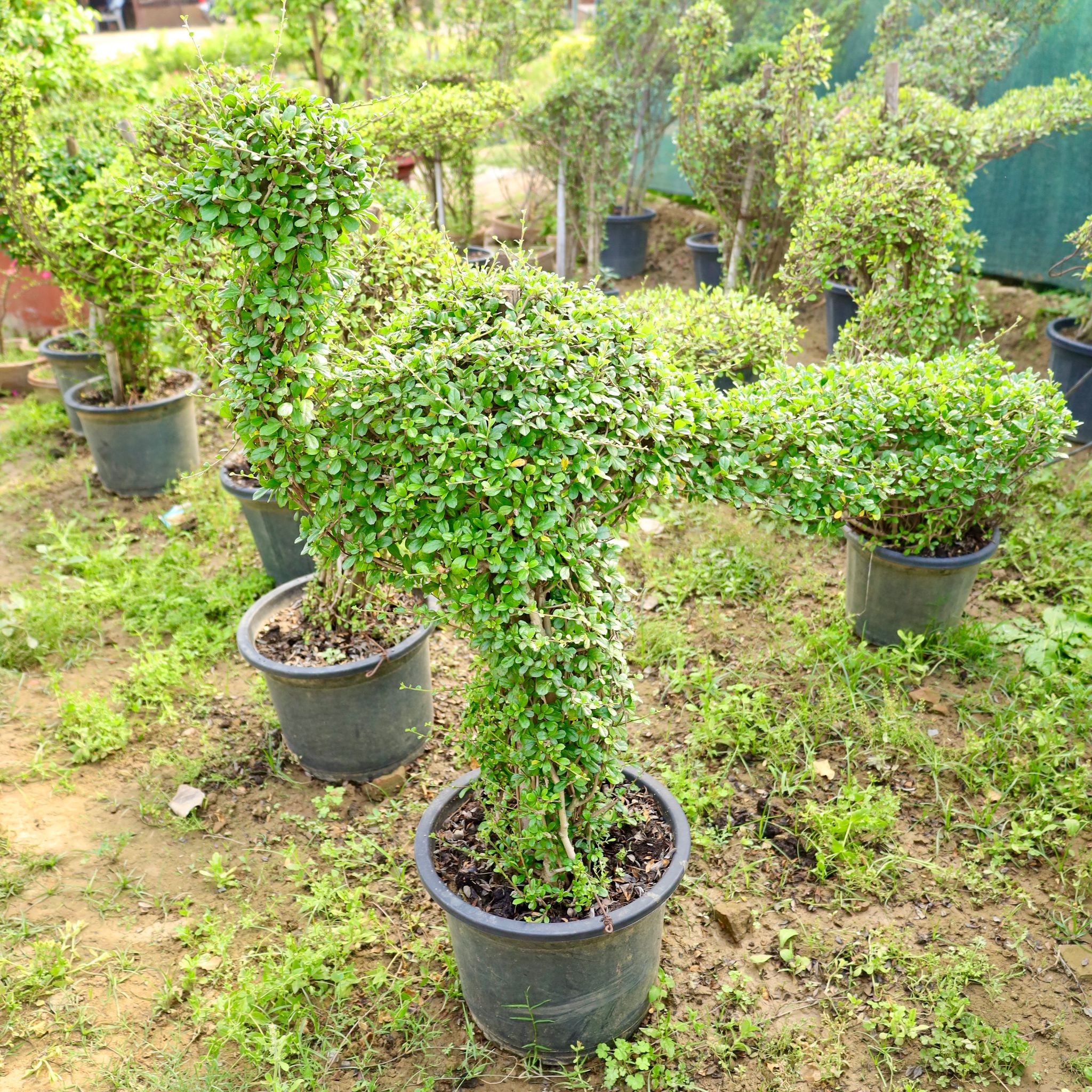 Majestic Bird Topiary (2.5 - 3 Ft) in 14 Inch Nursery Pot
