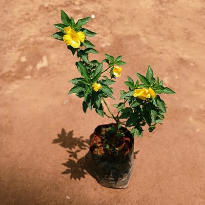 Good Morning / Turnera Ulmifolia in 8 Inch Nursery Bag