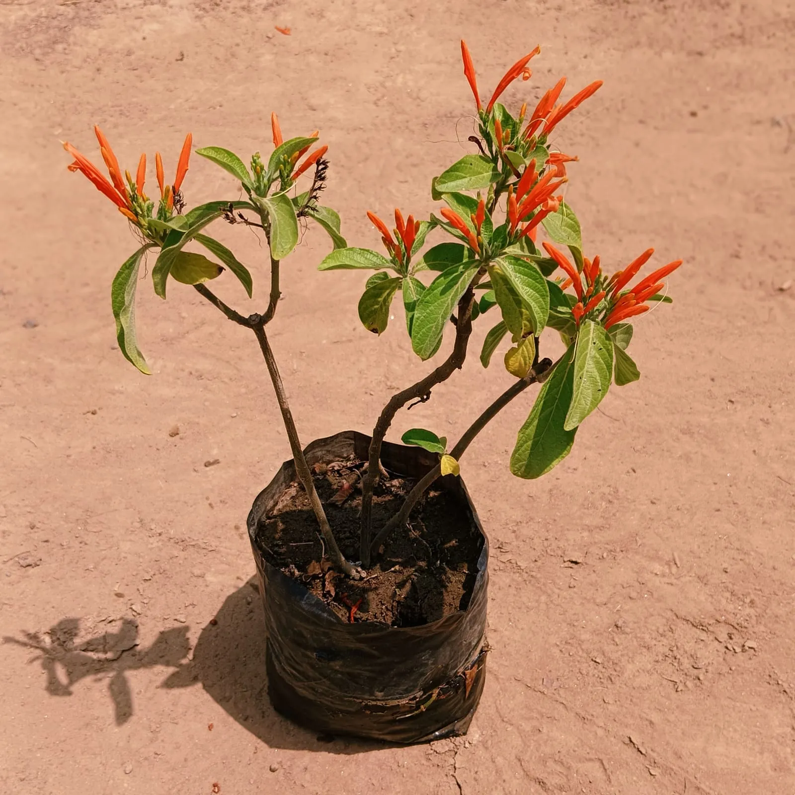 Mexican Honey Suckle in 4 Inch Nursery Bag