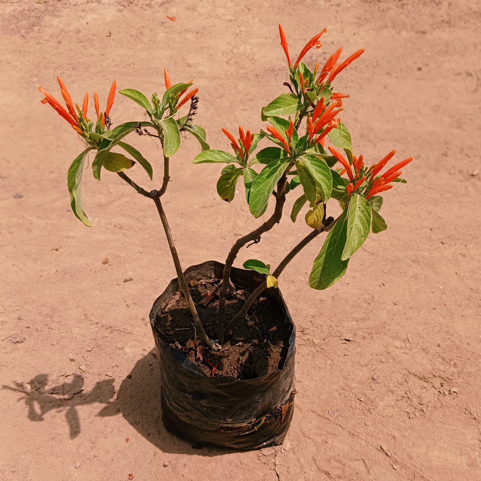 Mexican Honey Suckle in 4 Inch Nursery Bag