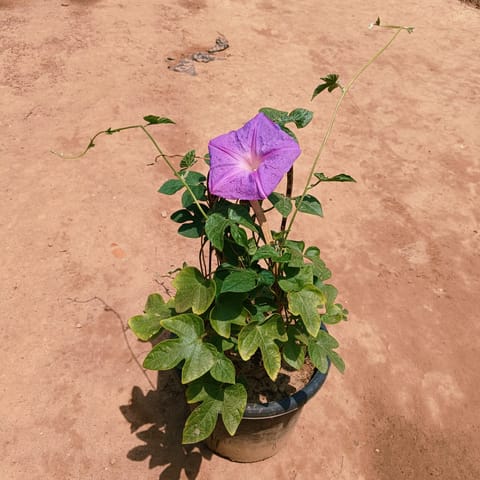 Morning Glory in 8 Inch Nursery Pot