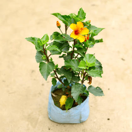 Hibiscus / Gudhal (Any Colour) in 8 Inch Nursery bag