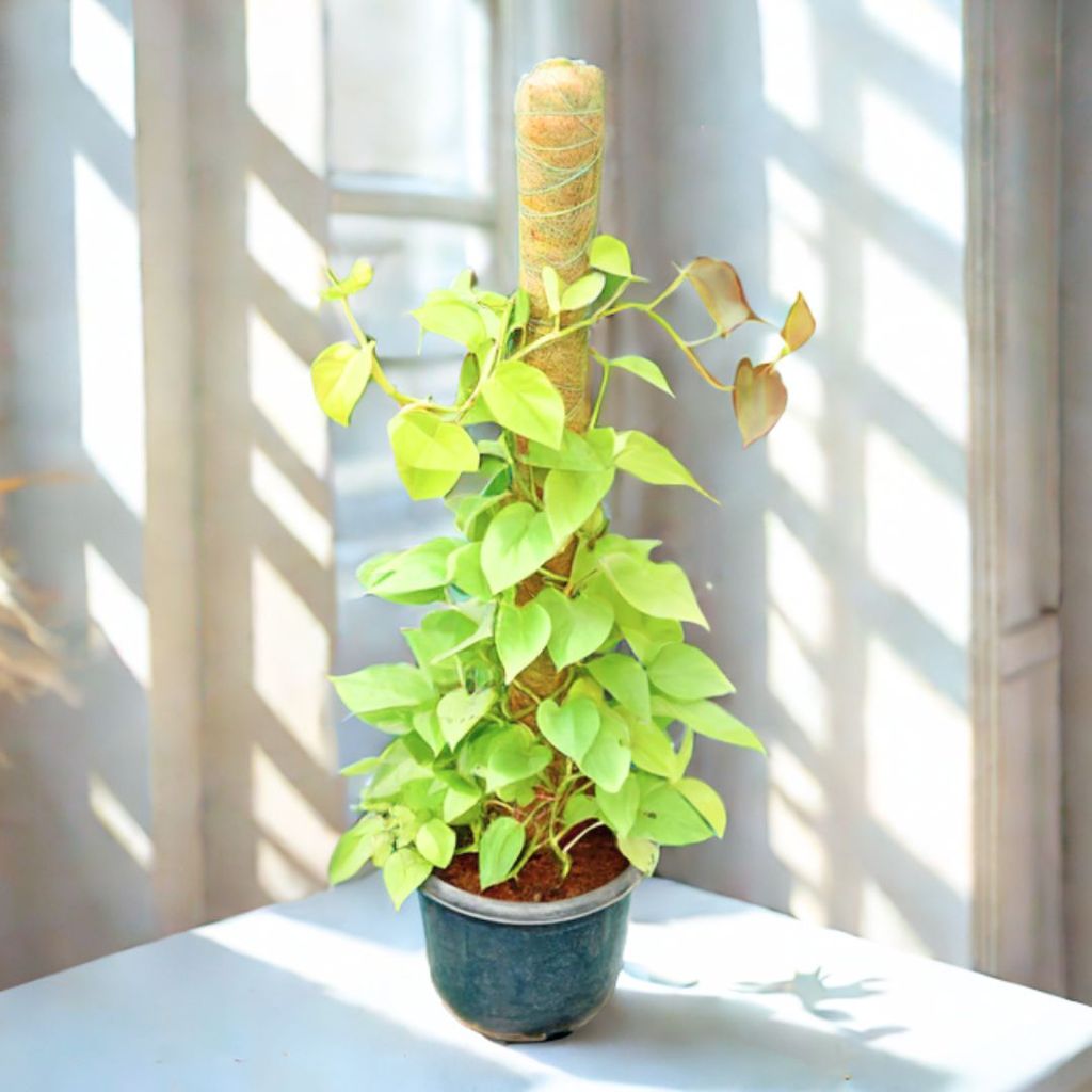 Golden Money Plant in 8 Inch Nursery Pot Golden Money Plant in 8 Inch Nursery Pot