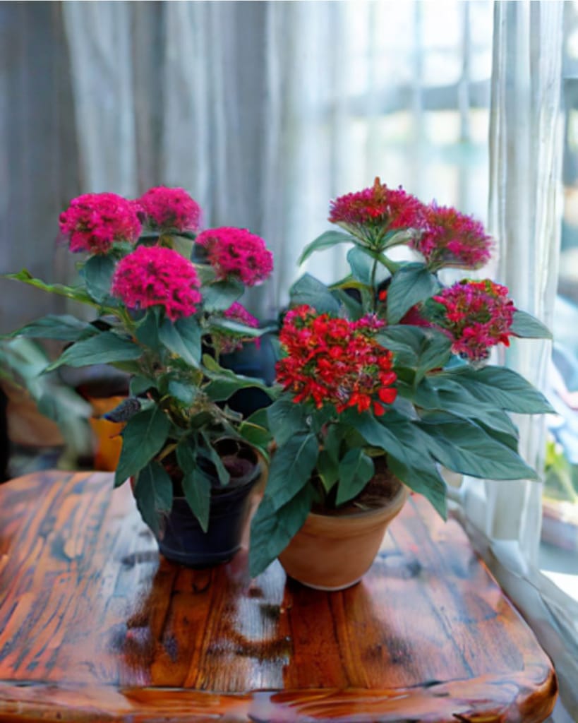 Set of 2 - Pentas (Pink & Red) in 5 Inch Nursery Pot Set of 2 - Pentas (Pink & Red) in 5 Inch Nursery Pot