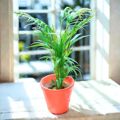 Areca Palm in 10 Inch Orange Balti Designer Ceramic Pot