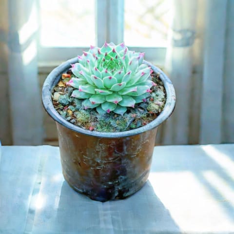 Laxmi Kamal Succulent in 3 Inch Nursery Pot