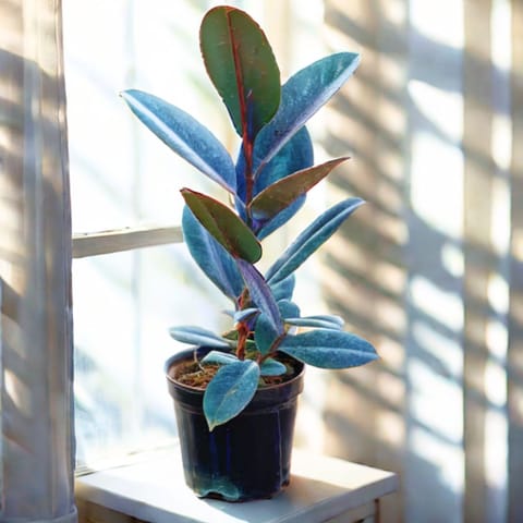 Rubber Black (~ 1.5 ft) in 6 Inch Nursery Pot