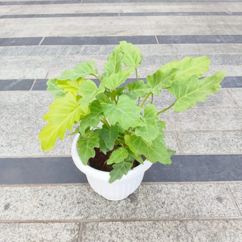 Xanadu Golden in 8 Inch White Olive Plastic Pot