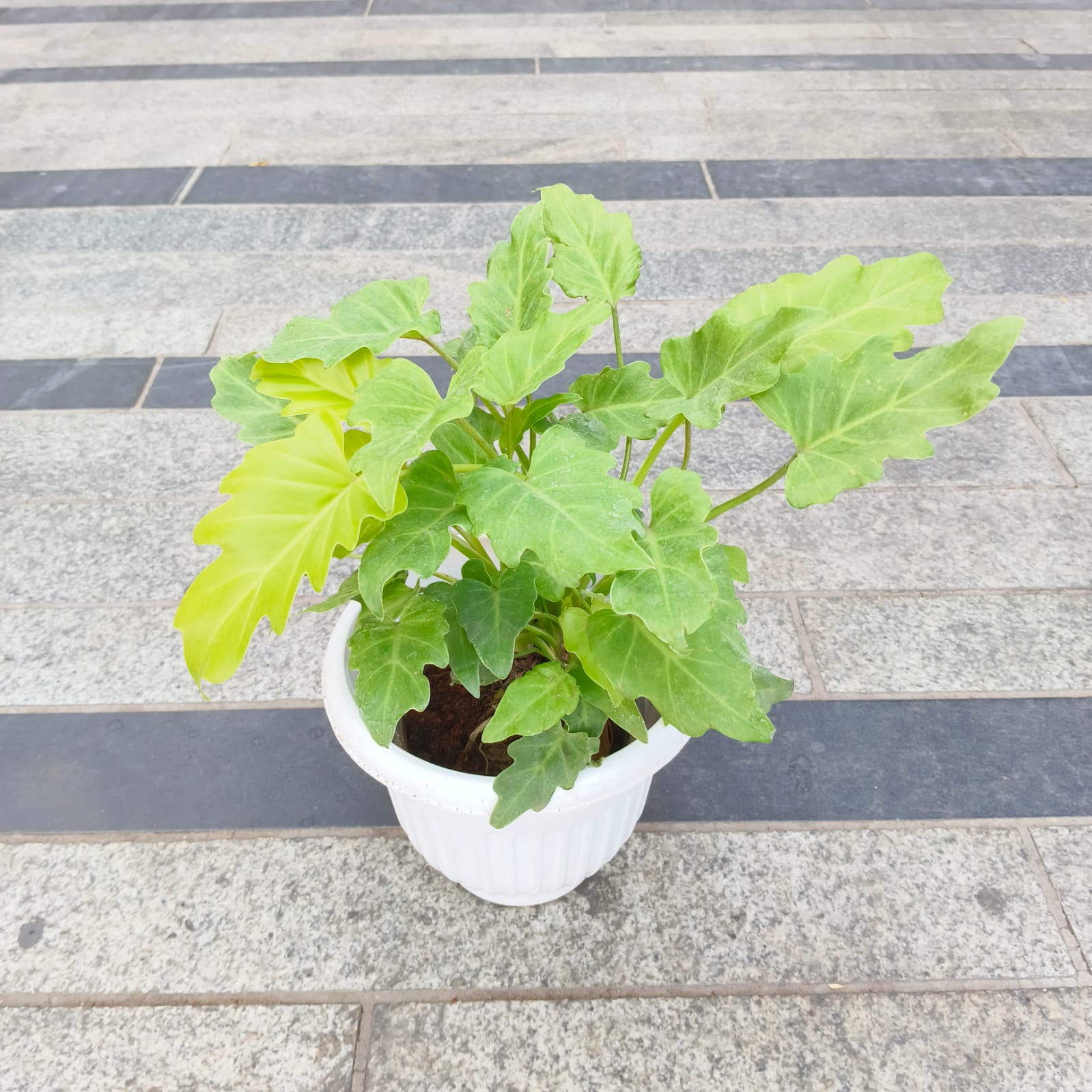 Xanadu Golden in 8 Inch White Olive Plastic Pot