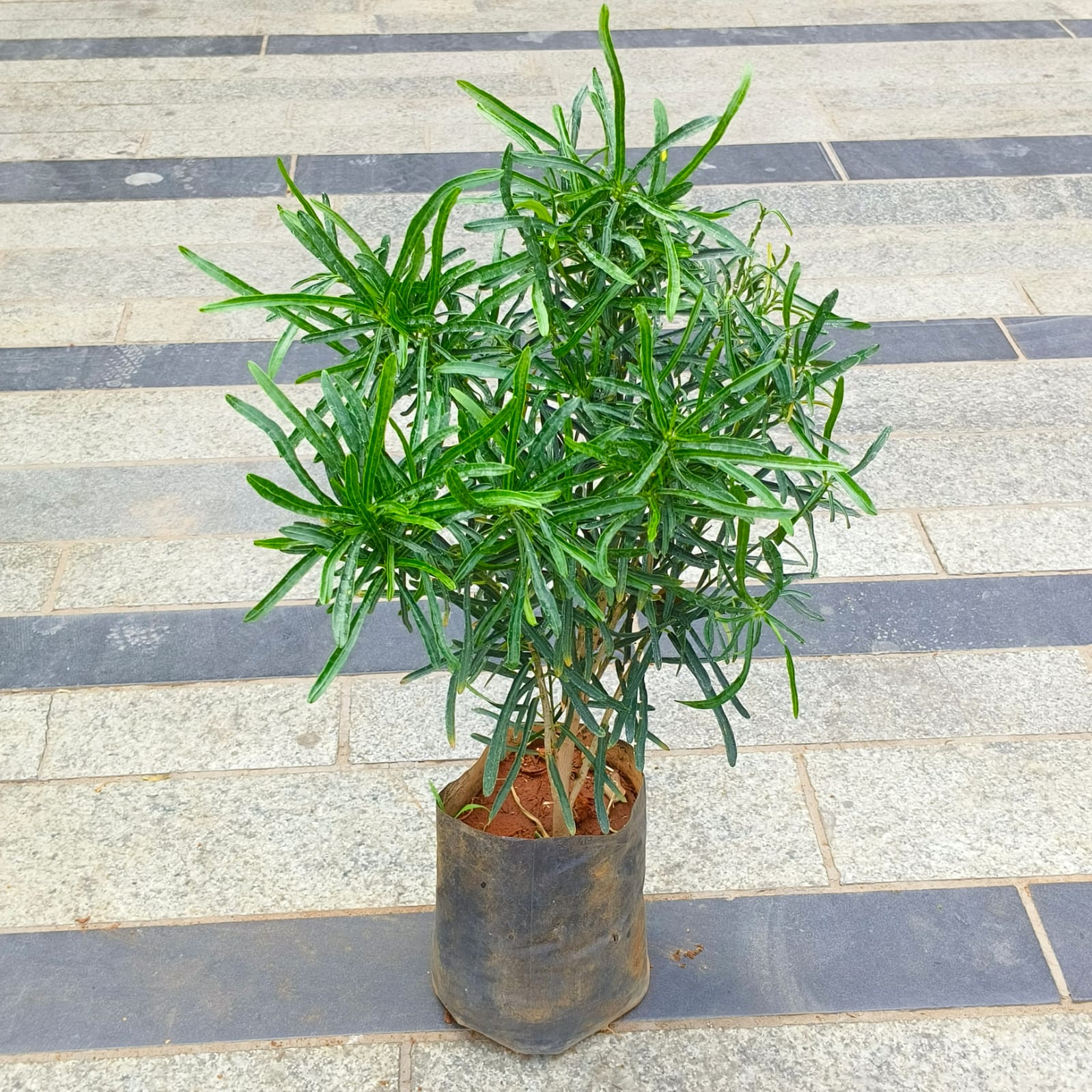 Croton Green Star in 5 Inch Nursery Bag