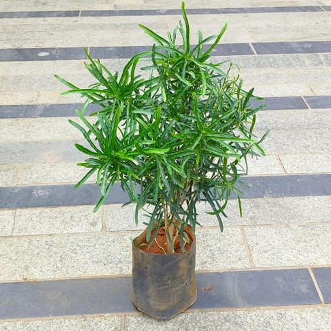 Croton Green Star in 5 Inch Nursery Bag