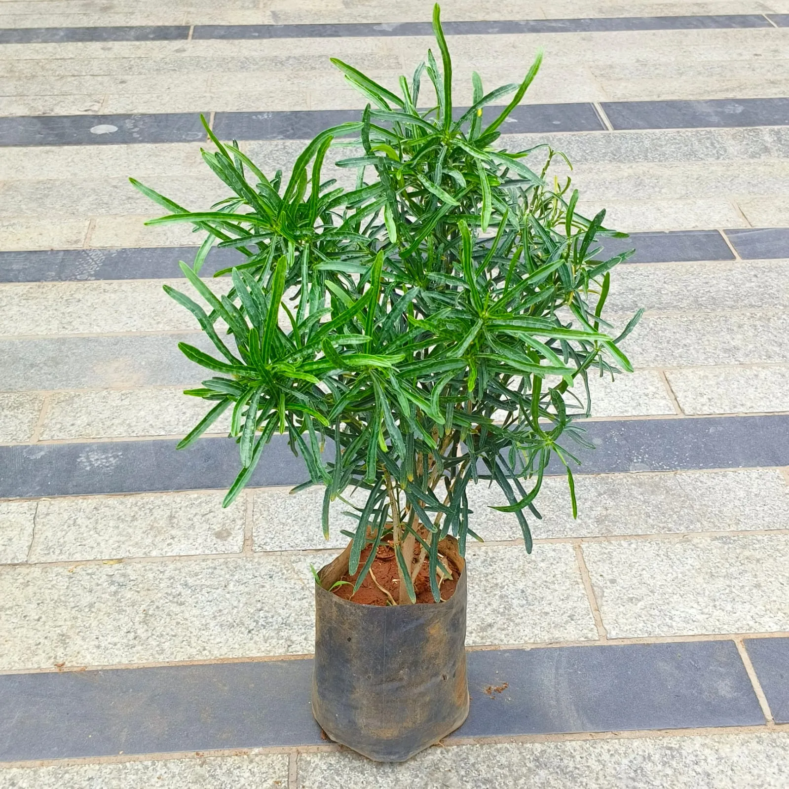 Croton Green Star in 5 Inch Nursery Bag