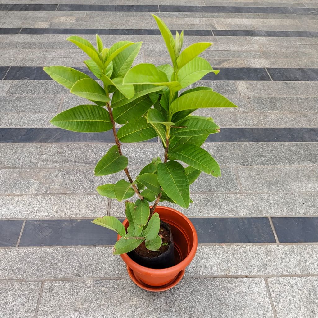 Amrood / Guava (~ 1.5 Ft) in 7 Inch Classy Red Plastic Pot with Tray Amrood / Guava (~ 1.5 Ft) in 7 Inch Classy Red Plastic Pot with Tray