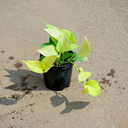 Buy Golden Money Plant in 5 Inch Nursery Pot Online | Urvann.com