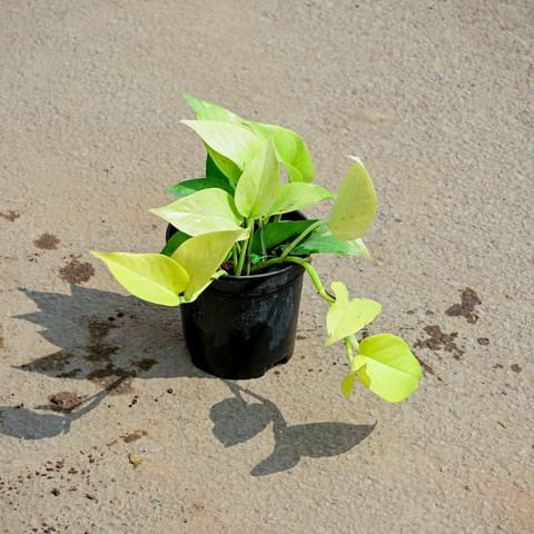 Golden Money Plant in 5 Inch Nursery Pot