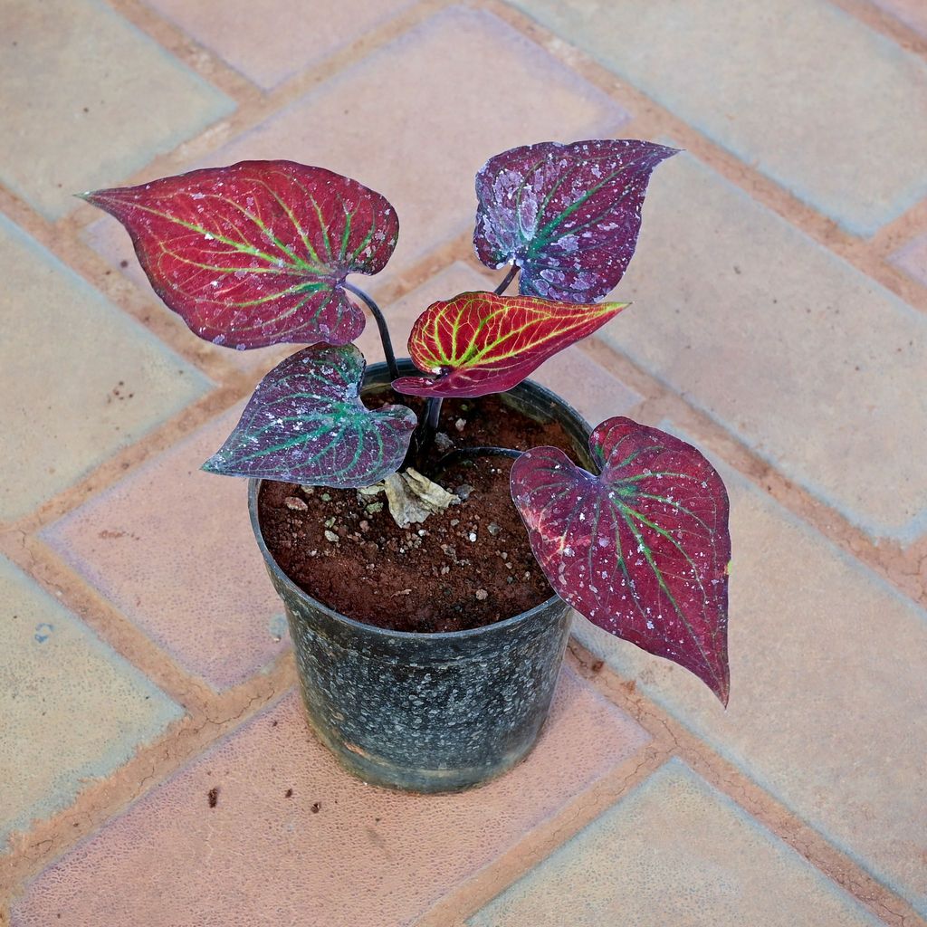 Buy Caladium Red in 5 Inch Classy Red Plastic Pot Online | Urvann.com Caladium Red in 5 Inch Nursery Pot