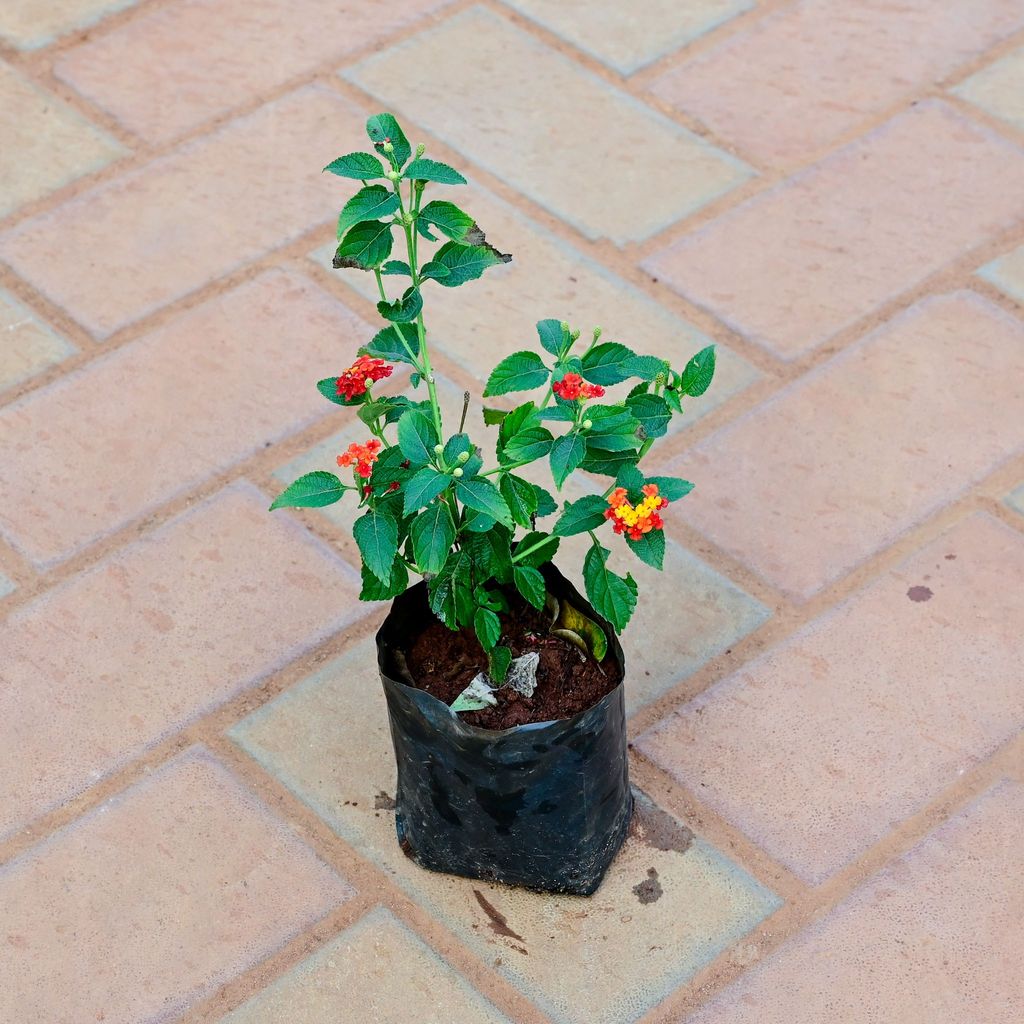 Buy Lantana ( Any colour ) in 4 Inch Nursery Bag Online | Urvann.com Lantana ( Any colour ) in 4 Inch Nursery Bag