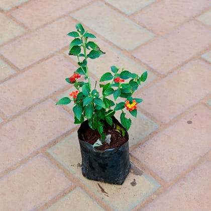 Buy Lantana ( Any colour ) in 4 Inch Nursery Bag Online | Urvann.com