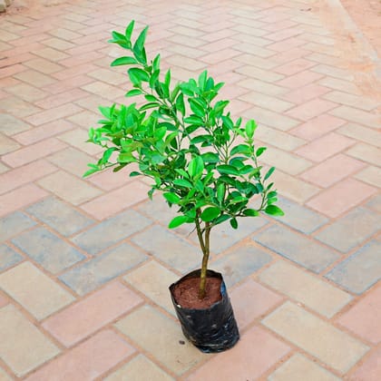 Buy Nimbu / Lemon in 5 Inch Nursery Bag Online | Urvann.com