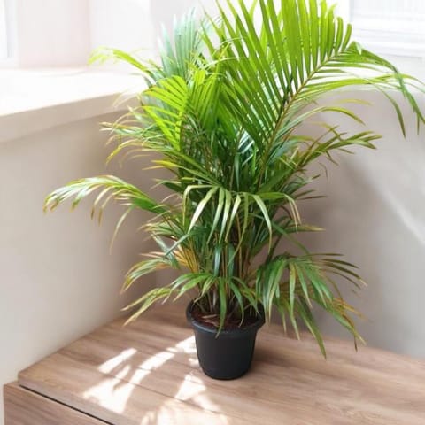Areca Palm (~ 4 ft) in 10 Inch Nursery Pot