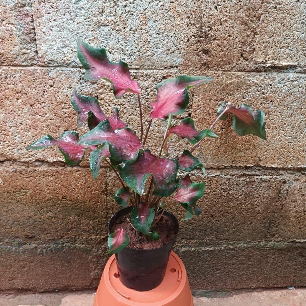 Caladium Red with Green Tip in 5 Inch Elegant Plastic Pot (colour may vary) - Best Exotic Indoor Plant Caladium Red with Green Tip in 5 Inch Elegant Plastic Pot (colour may vary) - Best Exotic Indoor Plant