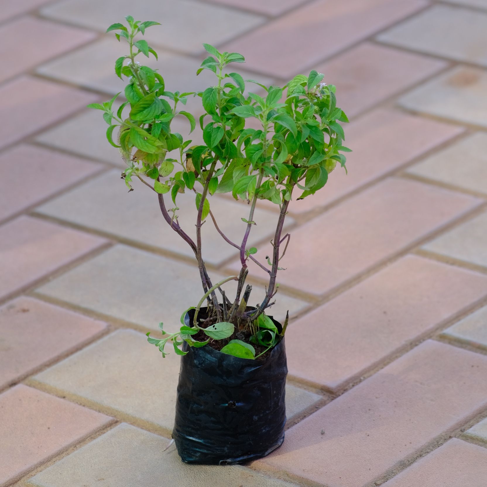 Basil / Sabja in 3 Inch Nursery Bag