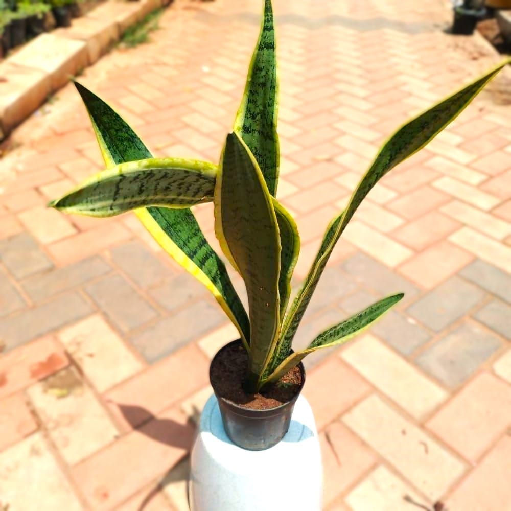 Snake (~ 1 - 1.5 Ft) in 4 Inch Nursery Pot