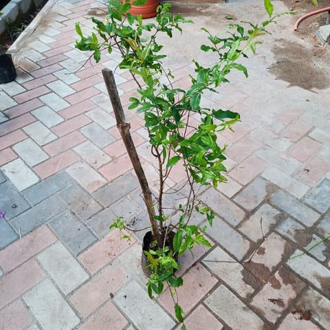 Pomegranate/ Anaar (~2 feet) in 6 Inch Live Plant Nursery Bag