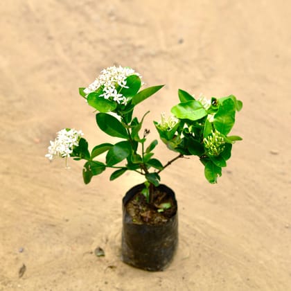 Ixora Dwarf in 4 Inch Nursery bag