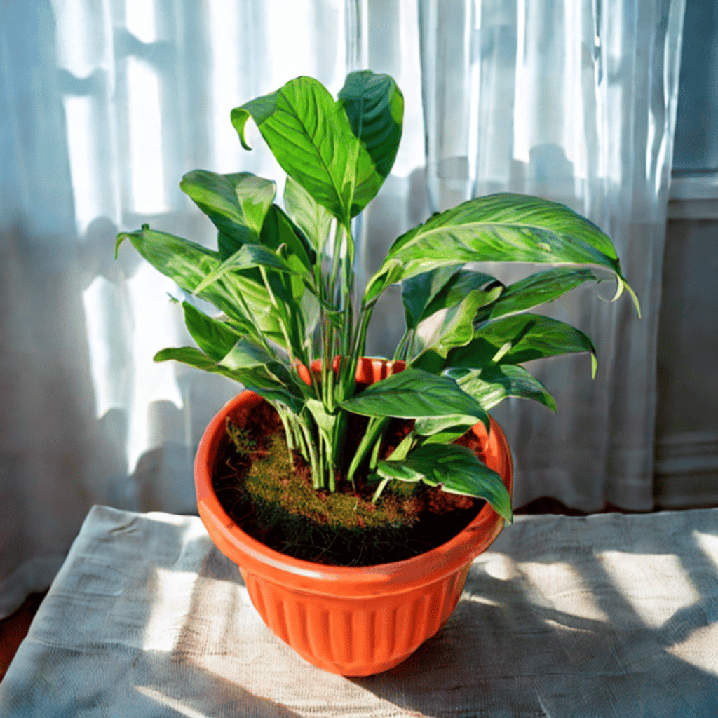 Peace Lily in 10 Inch Terracotta Red Olive Plastic Pot